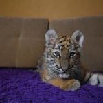 Приют для тигров: семья продала имущество, чтобы спасти хищников
