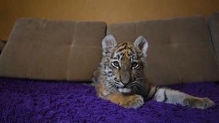 Приют для тигров: семья продала имущество, чтобы спасти хищников 