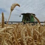 Грузия ищет замену российской пшенице